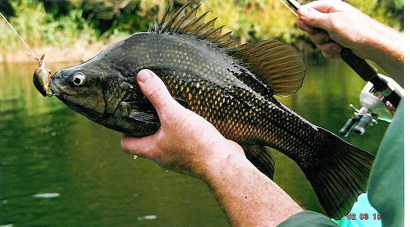 File:Macquarie perch.jpg