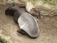 Malayan tapir (with calf)