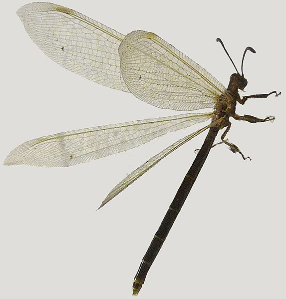 File:Nemoleontinae Creoleon (cropped).jpg