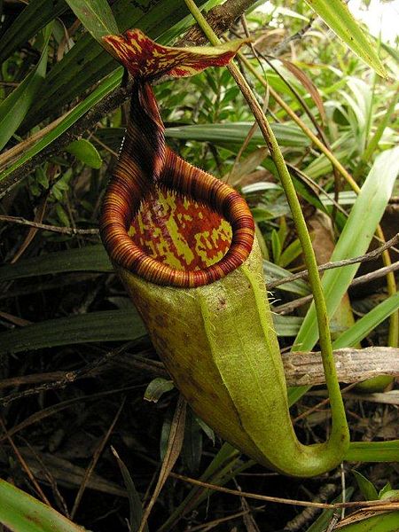 File:Nepenthes gantungensis1.jpg