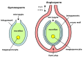 Plant ovules (megagametophytes): Gymnosperm ovule on left, angiosperm ovule (inside ovary) on right