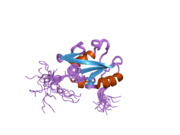 2dlz: Solution structure of the SH2 domain of human protein vav-2