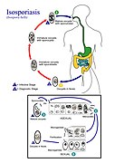 Ciclo de vida de Cystoisospora belli (Eimeriidae)