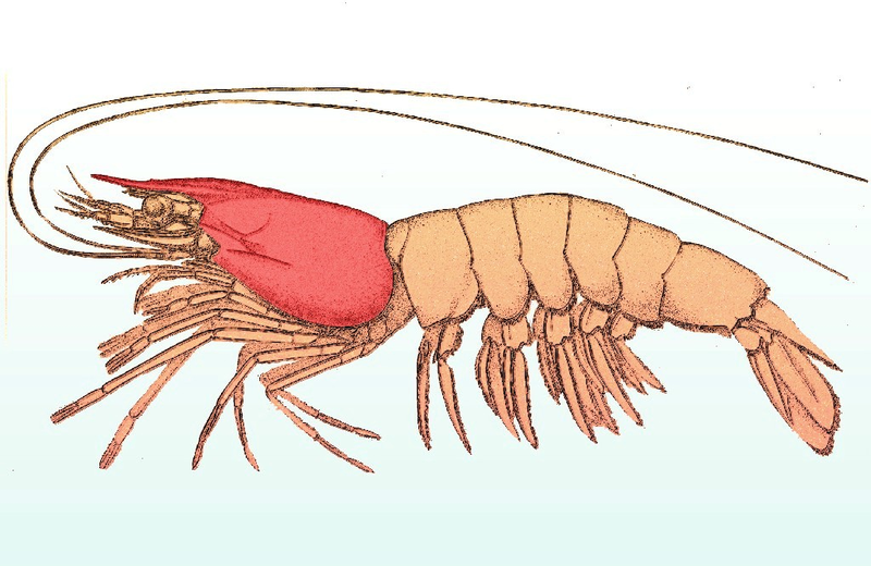 File:Penaeus diagram carapace.png