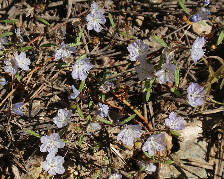 File:Phacelia pringlei.jpg