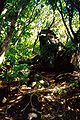 Indigenous vegetation at Garnets Ridge