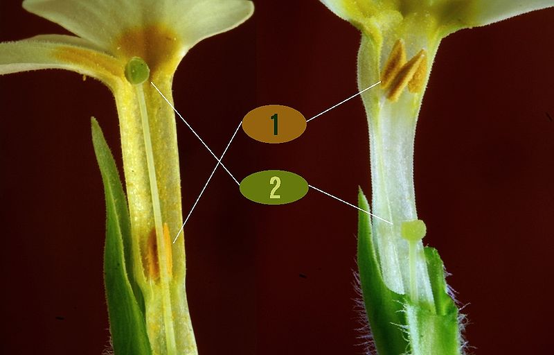 Файл:Primula vulgaris ENBLA06 2.jpg