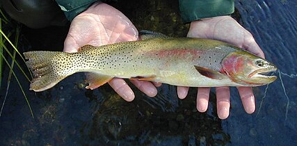 Yellowstone cutthroat trout in the Snake River system