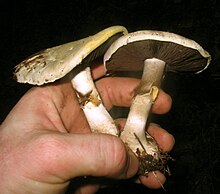 Agaricus albolutescens.JPG