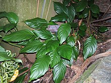 Aglaonema modestum.jpg