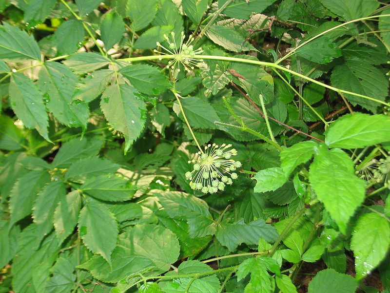 File:Aralia nudicaulis.jpg