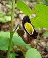 Aristolochia steupii