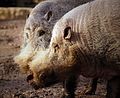 Bearded Pigs at Philadelphia zoo]]