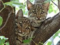 Bobcat (Lynx rufus)