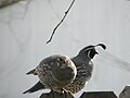 A California quail pair