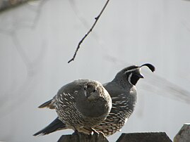 A California quail pair