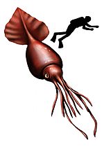 Colossal squid, largest of all invertebrates[222]