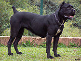 Cane Corso profile, black coat