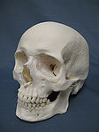 Caucasian male human skull