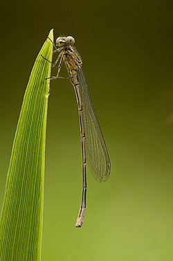 Azure Damselfly