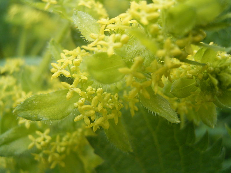 Archivo:Cruciata laevipes closeup.jpg