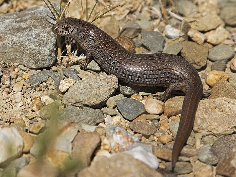 File:Cyclodomorphus praealtus.jpg