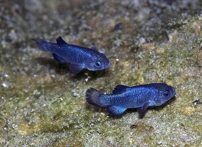 File:Cyprinodon diabolis, males.jpg