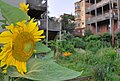 Sunflower blooms in the Eagle Hill Memorial Community Garden in East Boston.