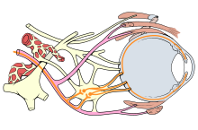 Eye nerves diagram.svg