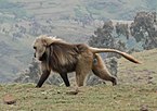 A gelada in the Semien Mountains