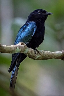 Hair-crested Drongo2.jpg