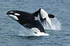 Two black and white whales jumping out of blue water, with the left side of the forefront and the underside of the background whale showing.