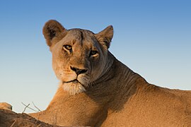 Lioness at Phinda Private Game Reserve