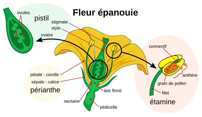 File:Mature flower diagram-fr.svg