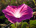 Pink Ipomoea purpurea