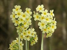 Primula elatior 170405a.jpg