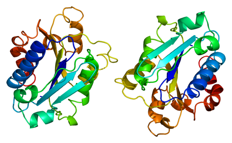 Файл:Protein ITGAM PDB 1bho.png