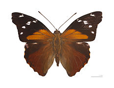 Museum specimen ♂ dorsal side