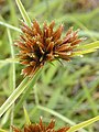 Every radiating unit in this inflorescence of a Cyperus sedge is a spikelet composed of small flowers (florets) arranged in two ranks