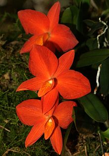 Sophronitis coccinea Orchi 099.jpg