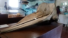 Photo from above of barely-submerged whale with man in foreground