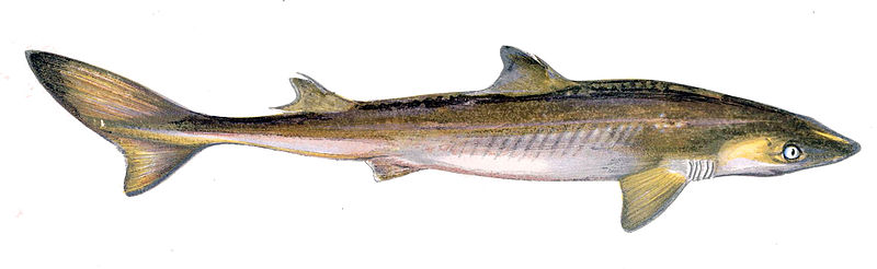 File:Squalus acanthias Gervais.jpg