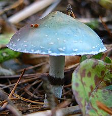 Stropharia aeruginosa big.jpg