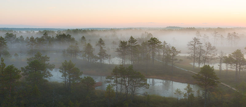 File:Viru raba enne päikesetõusu.jpg