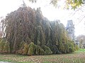 Weeping Beech