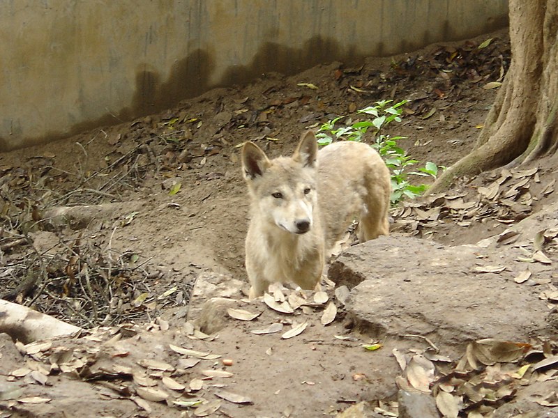 File:Wolf.JPG