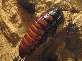 Gromphadorhina portentosa