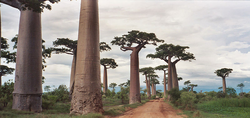 File:Adansonia grandidieri Pat Hooper.jpg