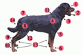 Image 36External anatomy (topography) of a typical dog: 1. Head 2. Muzzle 3. Dewlap (throat, neck skin) 4. Shoulder 5. Elbow 6. Forefeet 7. Croup (rump) 8. Leg (thigh and hip) 9. Hock 10. Hind feet 11. Withers 12. Stifle 13. Paws 14. Tail (from Dog anatomy)