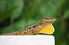 A male Dominican Anole extending its throat fan